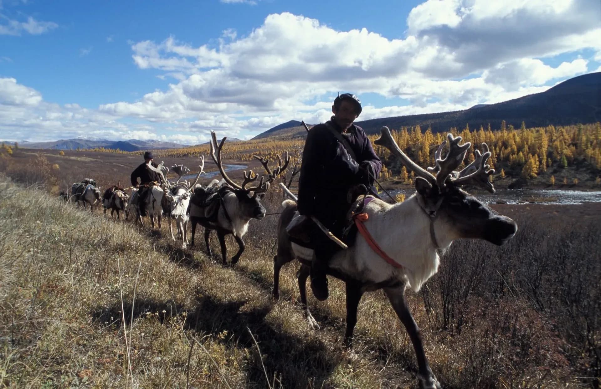 Reindeer caravan migration