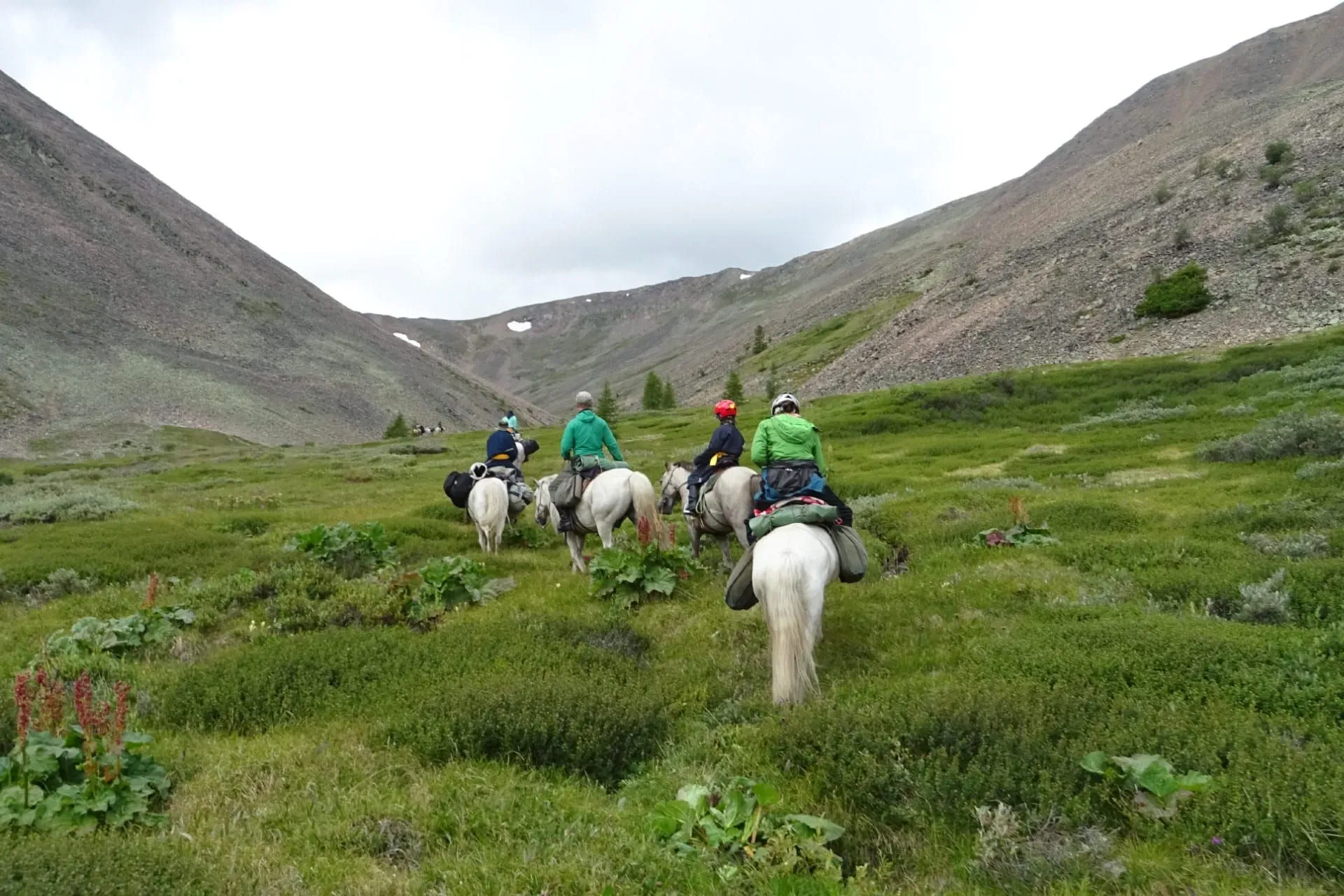 Reindeer in the wild