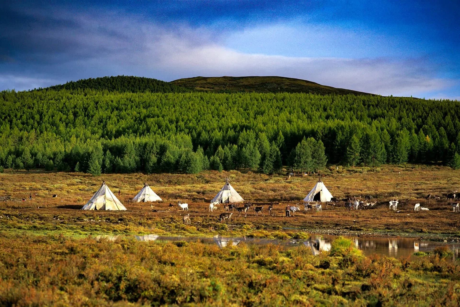Reindeer herd migration