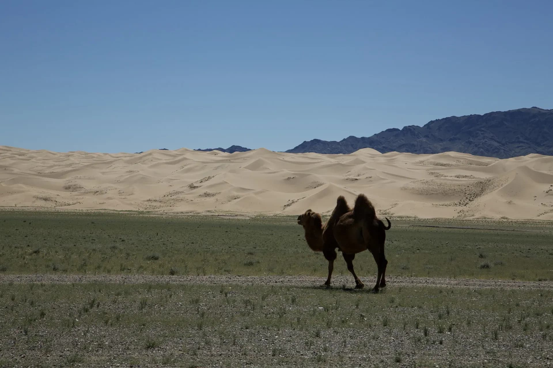 Bactrian camel at Khongor sand dunes