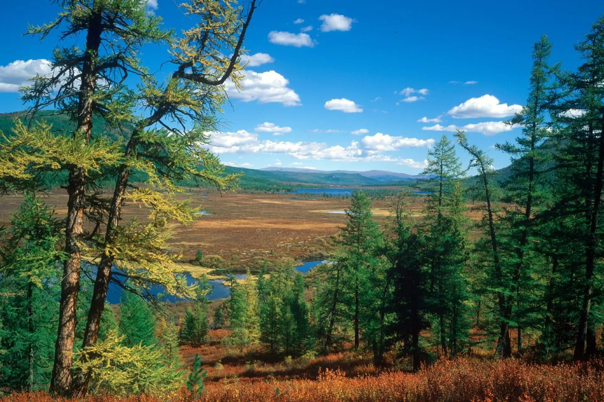 Taiga forest landscape