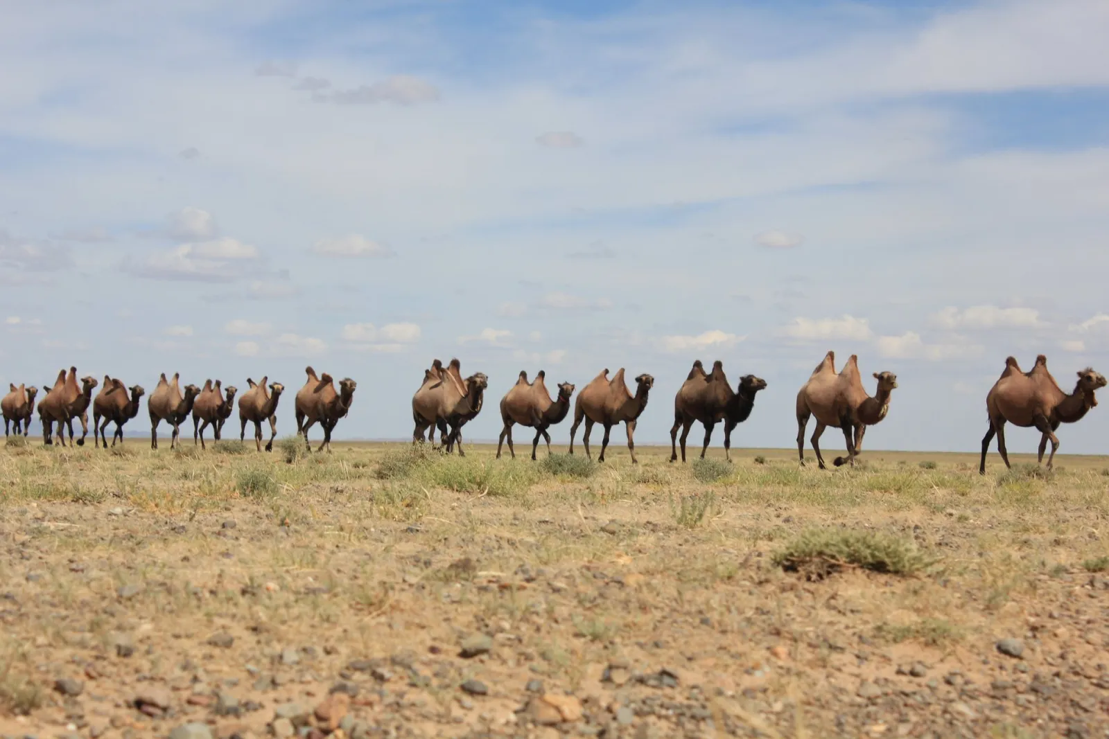 Central Mongolia - Steppe and history 8