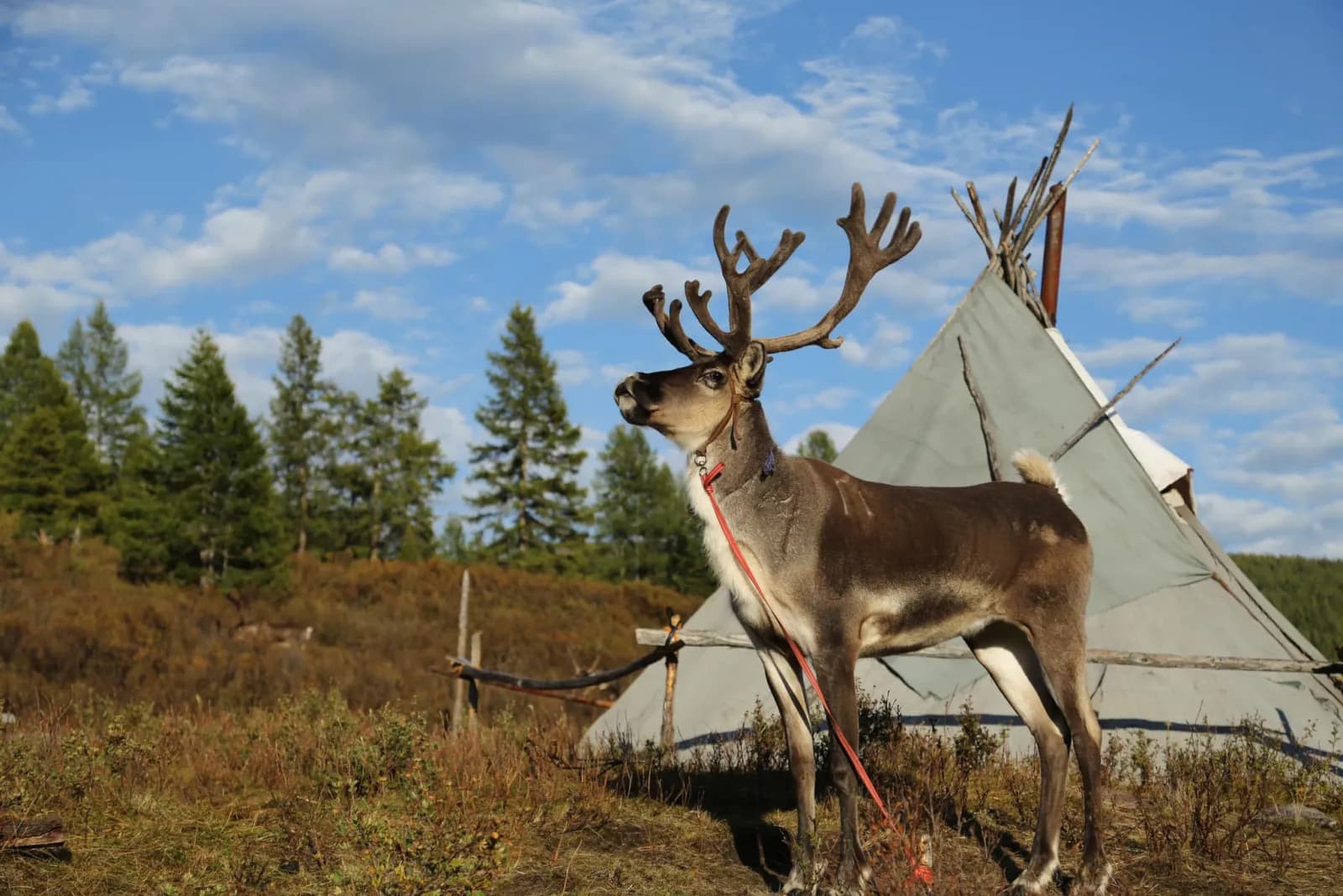 North Loop - Reindeer herders of the taiga 7