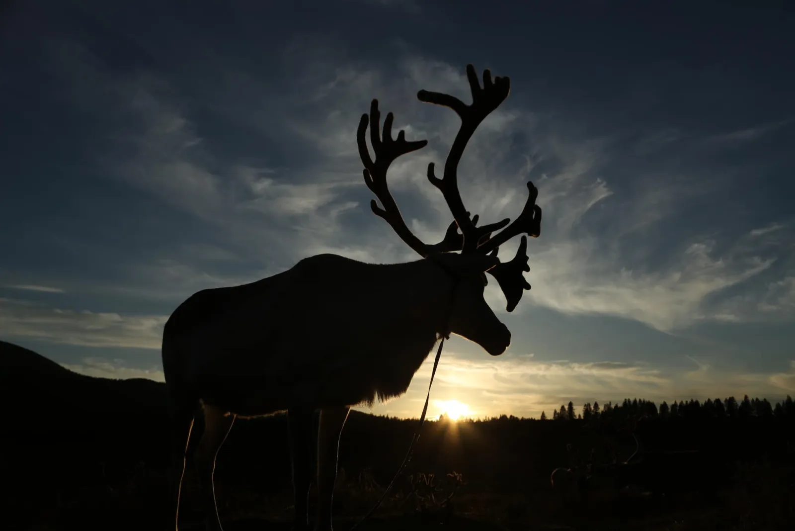 North Loop - Reindeer herders of the taiga 9