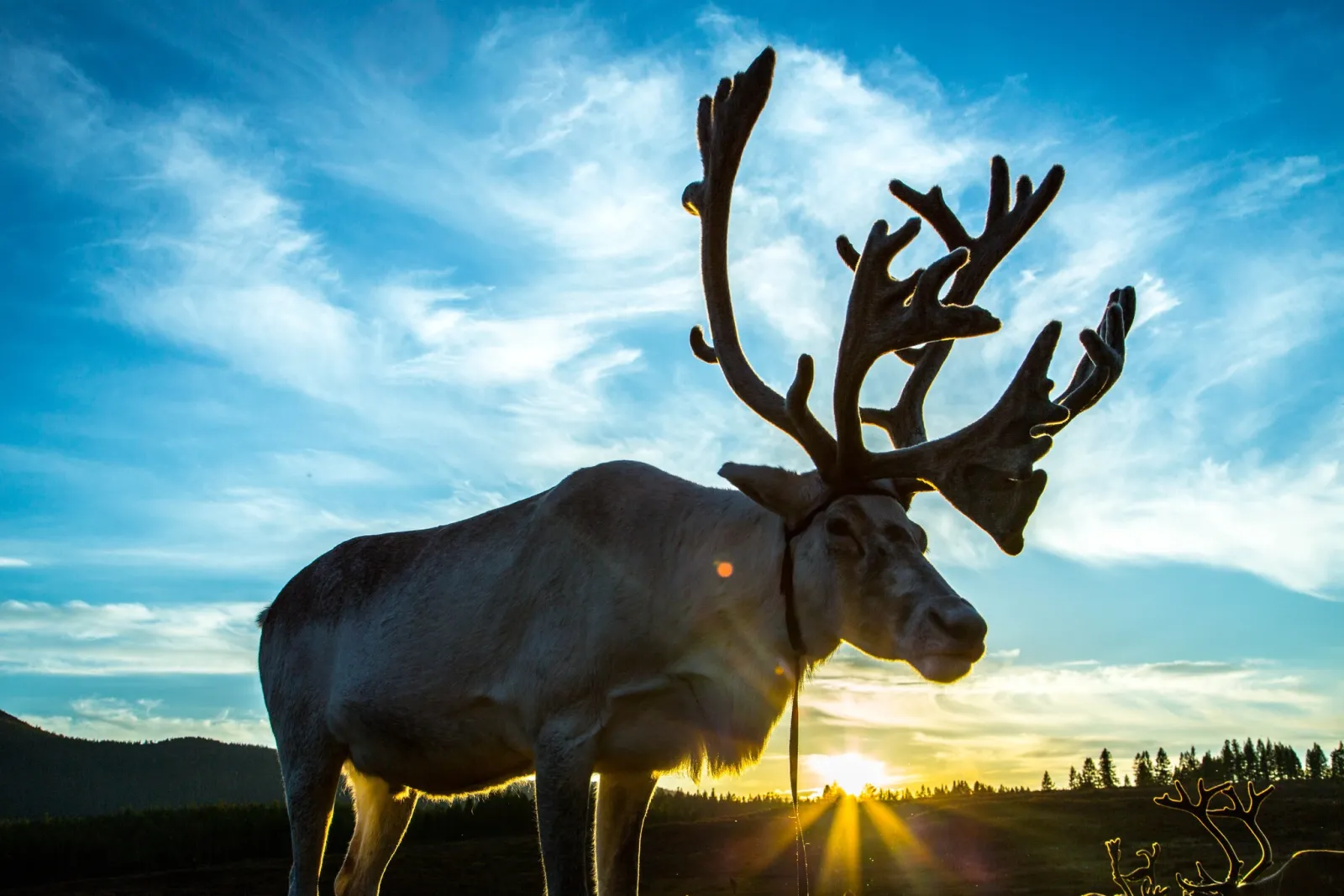 North Loop - Reindeer herders of the taiga 13