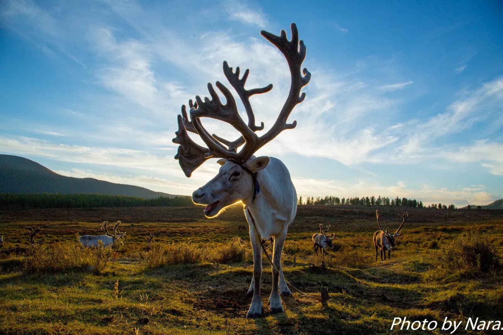 North Loop - Reindeer herders of the taiga 14