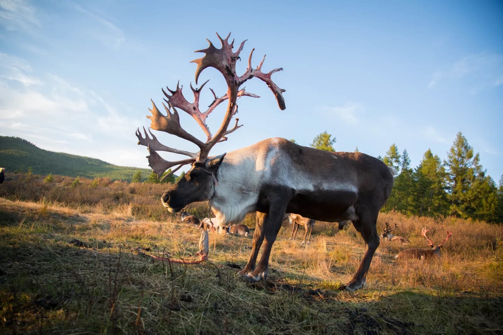 North Loop - Reindeer herders of the taiga 23