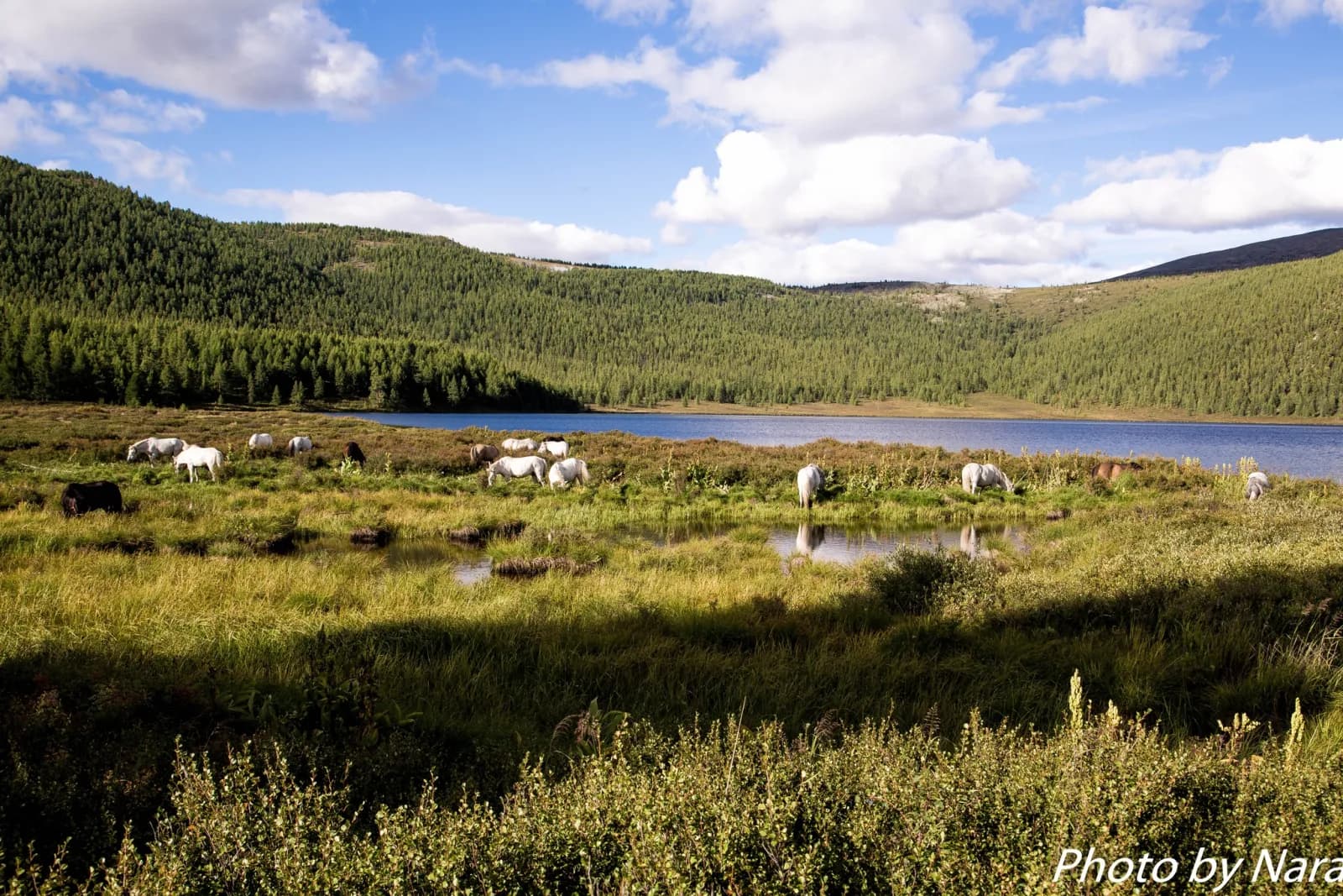 North Loop - Reindeer herders of the taiga 28