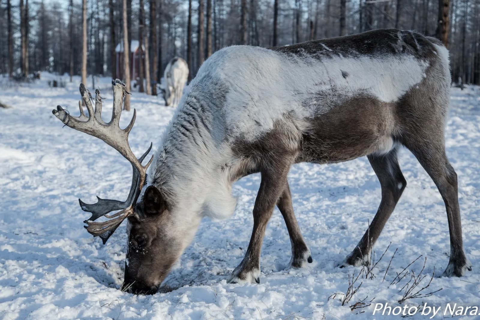 Winter Tour - Frozen Mongolia 13